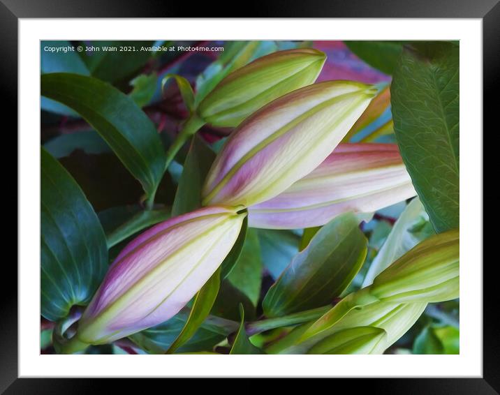  Lilies (Digital Art)  Framed Mounted Print by John Wain