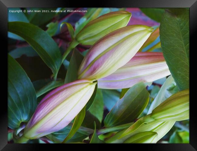  Lilies (Digital Art)  Framed Print by John Wain