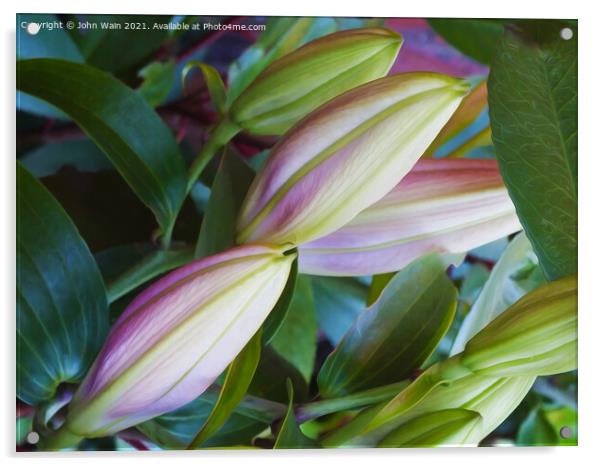 Lilies (Digital Art)  Acrylic by John Wain