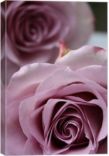 Cool Water Rose Canvas Print by zoe jenkins
