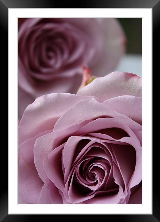 Cool Water Rose Framed Mounted Print by zoe jenkins