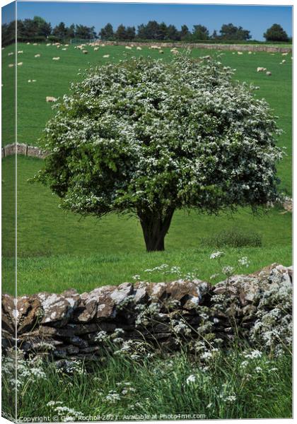 Hawthorn blossom Yorkshire Canvas Print by Giles Rocholl