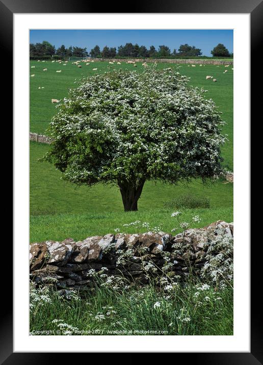 Hawthorn blossom Yorkshire Framed Mounted Print by Giles Rocholl