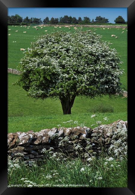 Hawthorn blossom Yorkshire Framed Print by Giles Rocholl