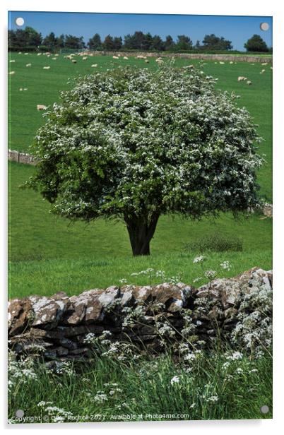 Hawthorn blossom Yorkshire Acrylic by Giles Rocholl