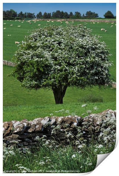 Hawthorn blossom Yorkshire Print by Giles Rocholl