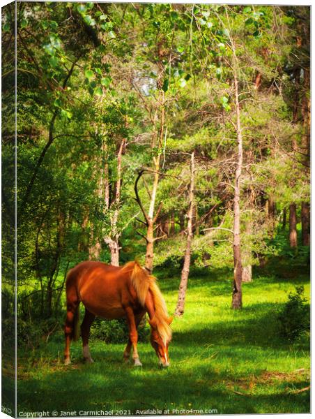 New Forest Pony Canvas Print by Janet Carmichael