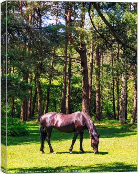 New Forest Pony #2 Canvas Print by Janet Carmichael