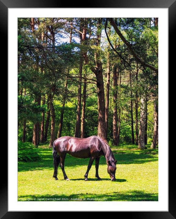 New Forest Pony #2 Framed Mounted Print by Janet Carmichael