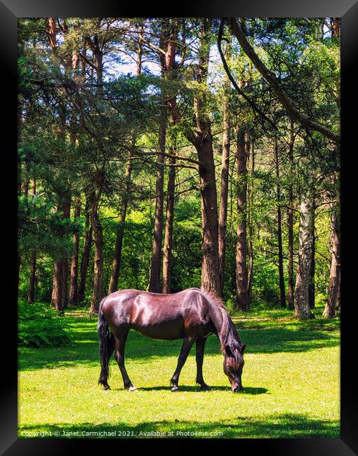 New Forest Pony #2 Framed Print by Janet Carmichael
