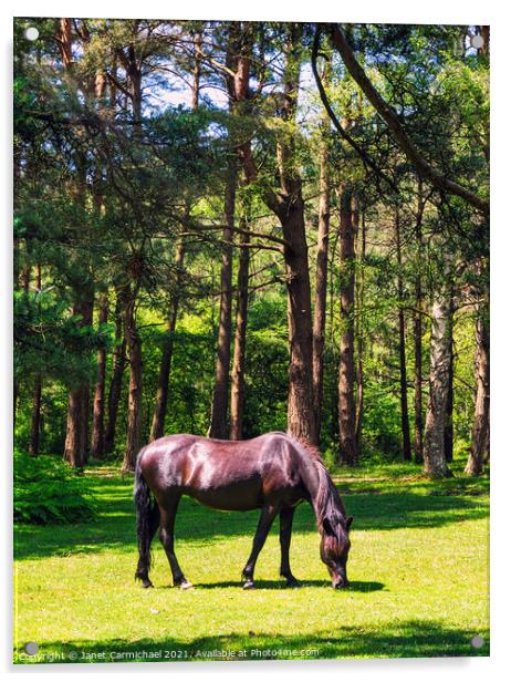 New Forest Pony #2 Acrylic by Janet Carmichael
