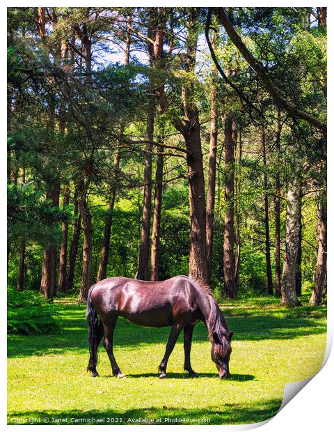 New Forest Pony #2 Print by Janet Carmichael