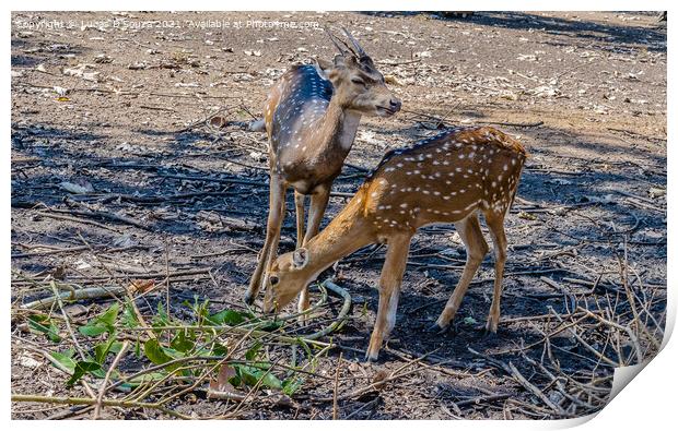 Deers in  Nisargadhama forest park at Kushalnagar, India Print by Lucas D'Souza