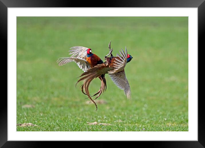 Fighting Pheasants Framed Mounted Print by Arterra 