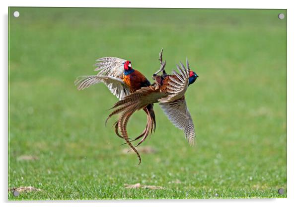 Fighting Pheasants Acrylic by Arterra 