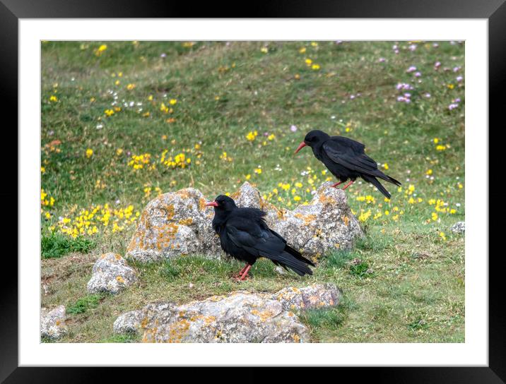 A Breeding Pair of Chough's Framed Mounted Print by Tracey Turner