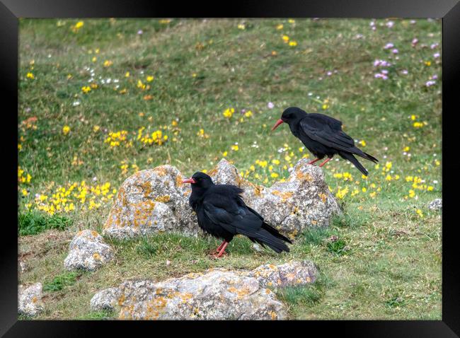 A Breeding Pair of Chough's Framed Print by Tracey Turner