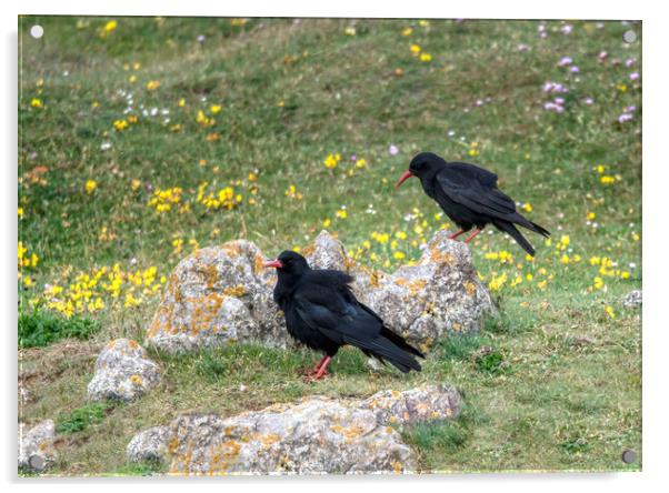 A Breeding Pair of Chough's Acrylic by Tracey Turner