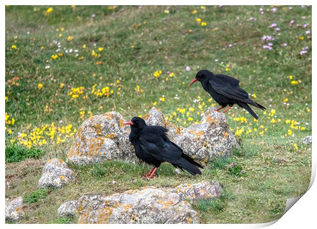 A Breeding Pair of Chough's Print by Tracey Turner