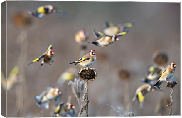 Goldfinches  Canvas Print by Arterra 