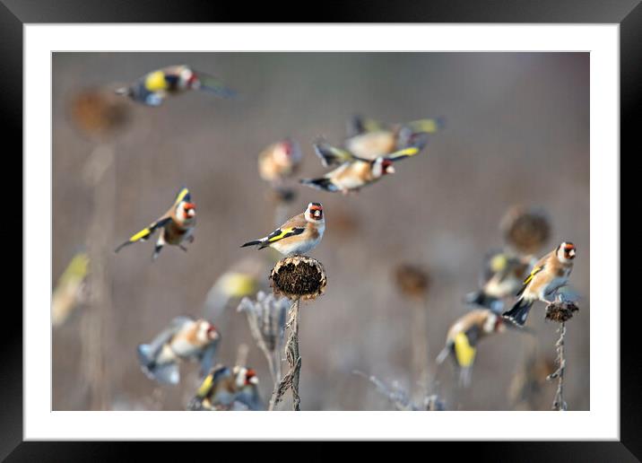 Goldfinches  Framed Mounted Print by Arterra 