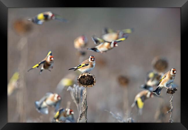 Goldfinches  Framed Print by Arterra 