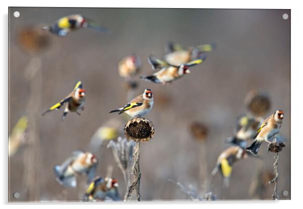 Goldfinches  Acrylic by Arterra 