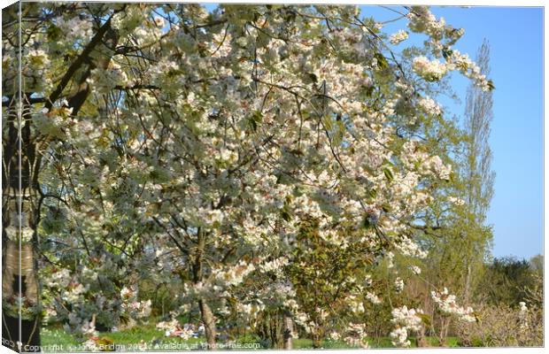 Springtime Bloom in Sissinghurst Canvas Print by John Bridge
