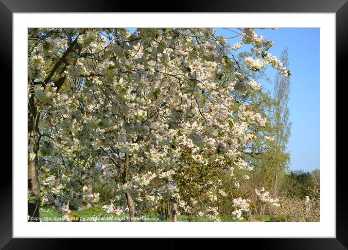 Springtime Bloom in Sissinghurst Framed Mounted Print by John Bridge