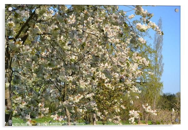 Springtime Bloom in Sissinghurst Acrylic by John Bridge