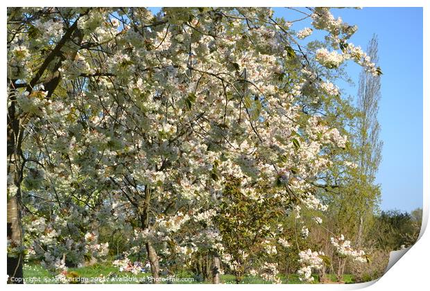 Springtime Bloom in Sissinghurst Print by John Bridge