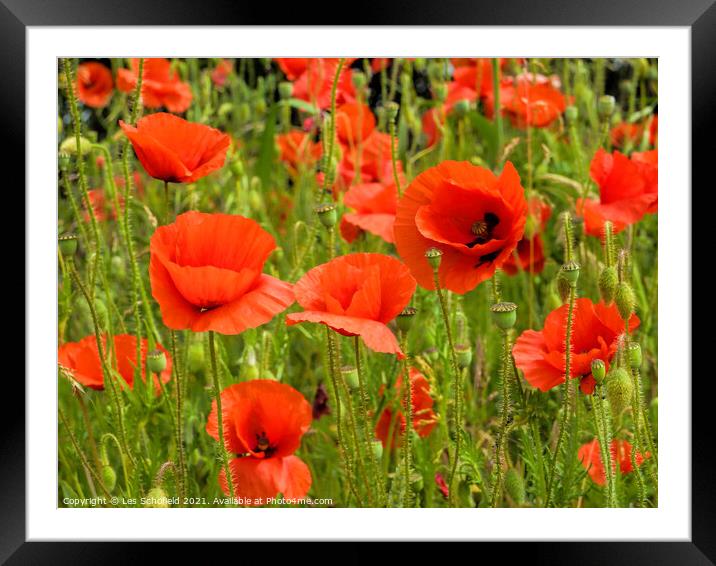Poppies Framed Mounted Print by Les Schofield