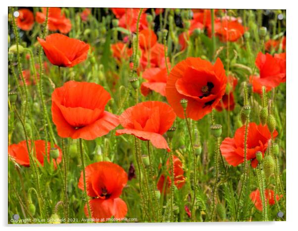 Poppies Acrylic by Les Schofield