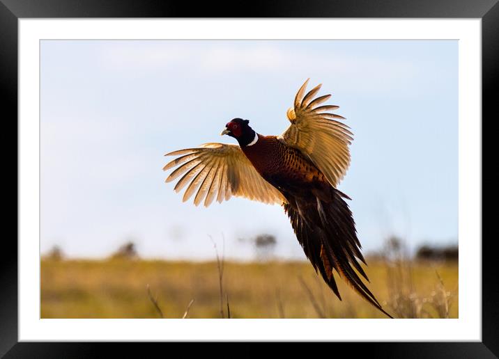 Pheasant (Phasianus colchicus) Framed Mounted Print by chris smith