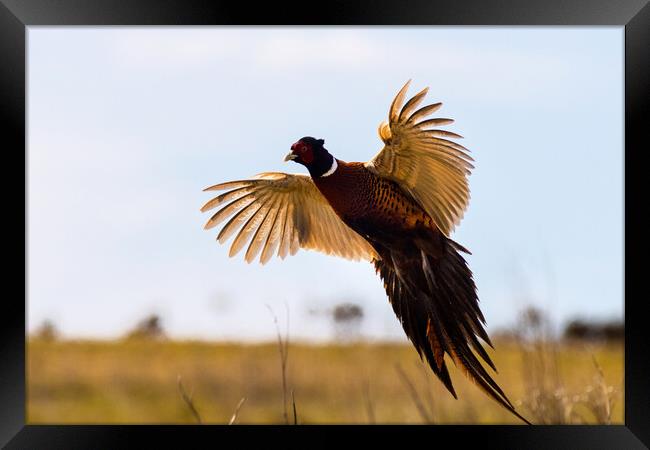 Pheasant (Phasianus colchicus) Framed Print by chris smith