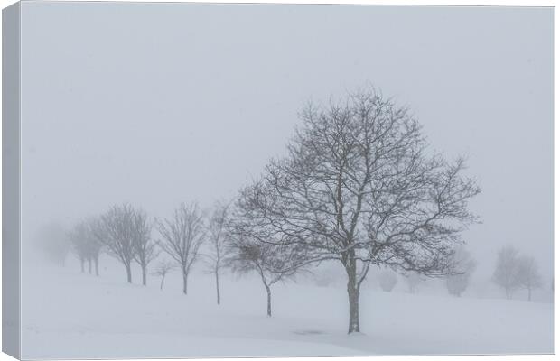 Trees in the snow Canvas Print by chris smith