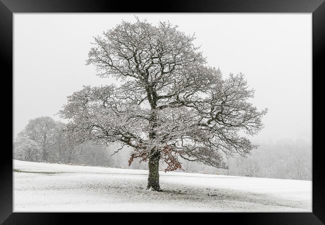 lone tree  Framed Print by chris smith