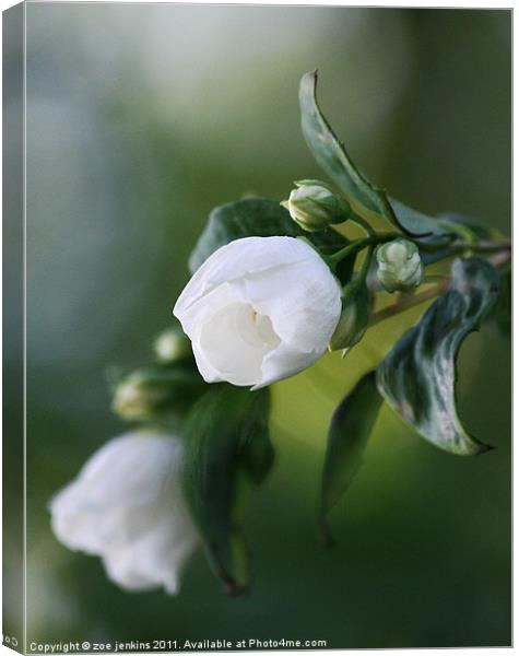 White Blossom Canvas Print by zoe jenkins