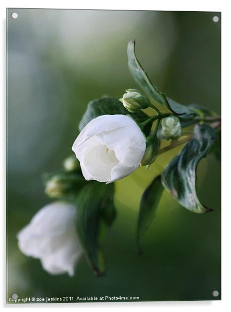White Blossom Acrylic by zoe jenkins