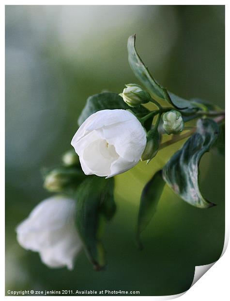 White Blossom Print by zoe jenkins