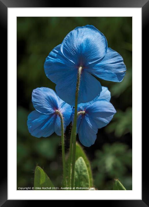 Blue poppy flower Himalayan Gardens tourism Yorksh Framed Mounted Print by Giles Rocholl