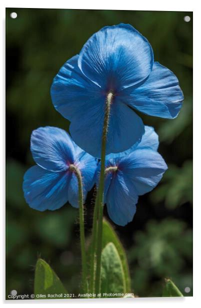 Blue poppy flower Himalayan Gardens tourism Yorksh Acrylic by Giles Rocholl