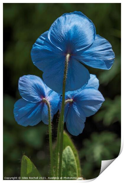 Blue poppy flower Himalayan Gardens tourism Yorksh Print by Giles Rocholl