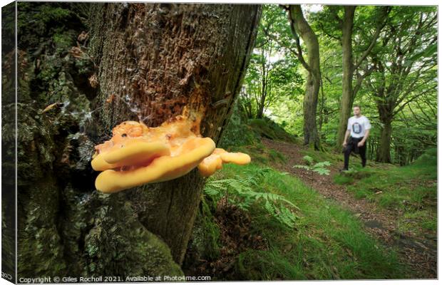 Chicken of the woods Fungi Yorkshire Canvas Print by Giles Rocholl