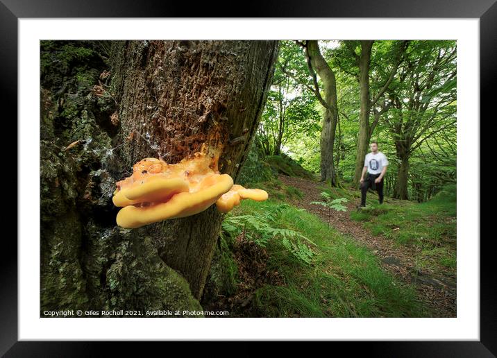 Chicken of the woods Fungi Yorkshire Framed Mounted Print by Giles Rocholl