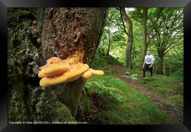 Chicken of the woods Fungi Yorkshire Framed Print by Giles Rocholl