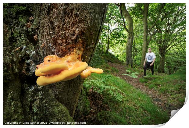 Chicken of the woods Fungi Yorkshire Print by Giles Rocholl