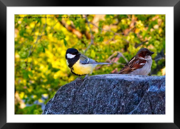 Great Tit and House Sparrow Framed Mounted Print by Taina Sohlman