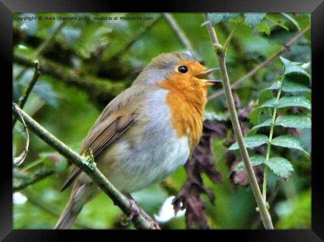 Robin singing Framed Print by Mark Chesters