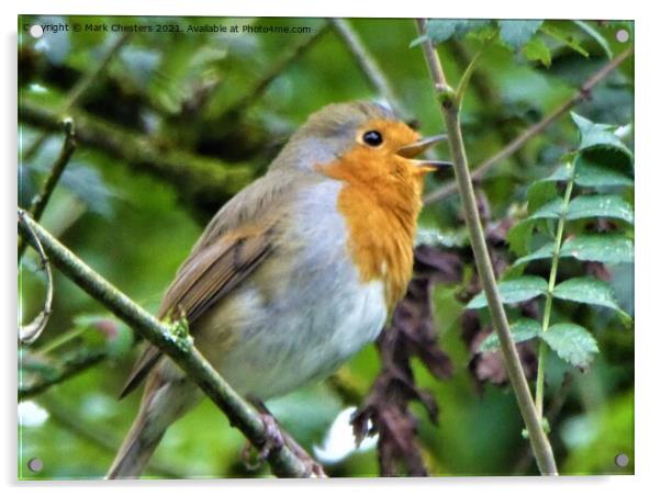 Robin singing Acrylic by Mark Chesters